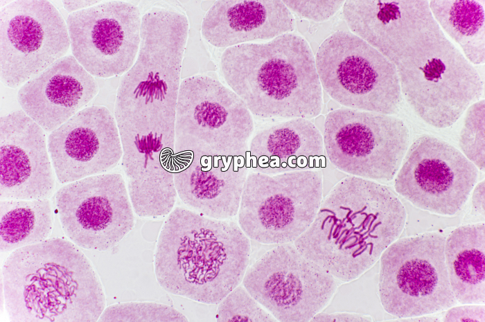 Mitose racine d'Ail (prophase, anaphase, télophase) coloration Carmin acétique x200 - gryphea.com